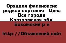 Орхидея фаленопсис редкая сортовая › Цена ­ 800 - Все города  »    . Костромская обл.,Вохомский р-н